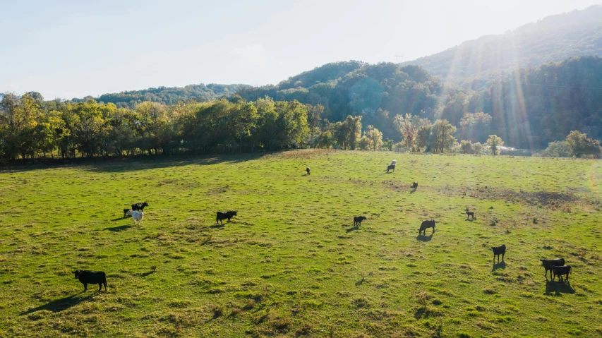 a herd of cattle standing on top of a lush green field, appalachian mountains, overhead sun, multiple stories, milk