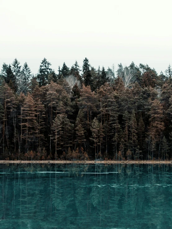 a body of water with trees in the background, inspired by Elsa Bleda, pexels contest winner, nordic forest colors, scary pines, brown and cyan color scheme, panorama