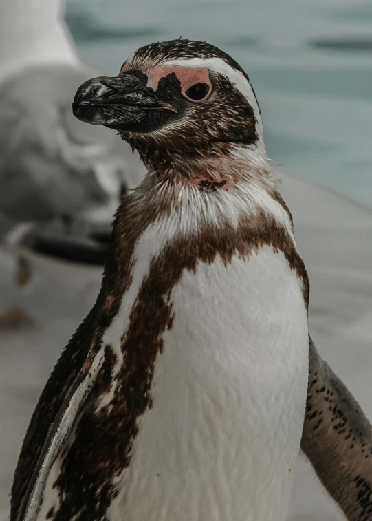 a close up of a penguin near a body of water, by Jan Tengnagel, pexels contest winner, bubbly, ultra high pixel detail, low quality photo, elegant face