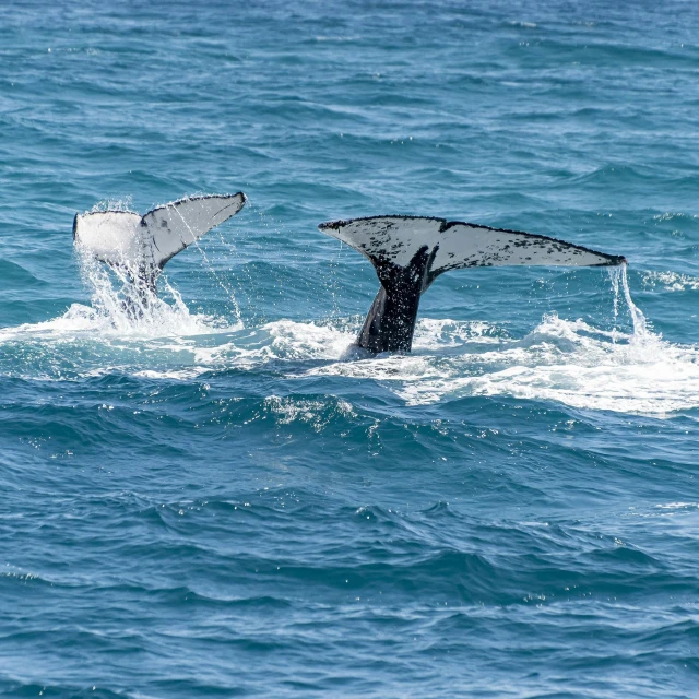 a whale tail flups out of the water, by Niko Henrichon, pexels contest winner, hurufiyya, adult pair of twins, great barrier reef, white with black spots, swirling silver fish