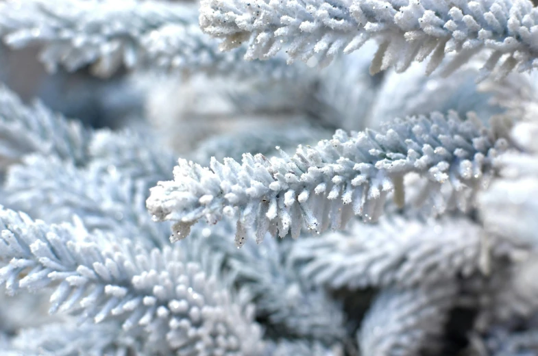 a close up of a snow covered tree, white and pale blue, shiny silver, thumbnail, exterior shot