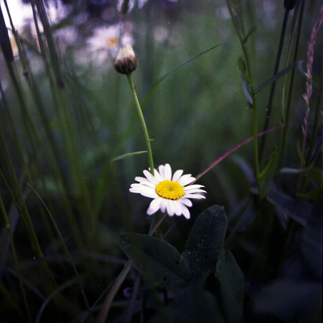 a white flower sitting on top of a lush green field, a picture, inspired by Elsa Bleda, holga hasselblad, chamomile, against dark background, photo taken on fujifilm superia