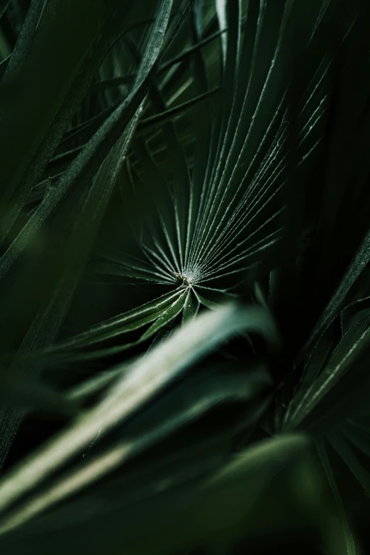 a close up of a plant with green leaves, a macro photograph, unsplash contest winner, hurufiyya, plume made of geometry, dense lush forest at night, ultrafine detail ”