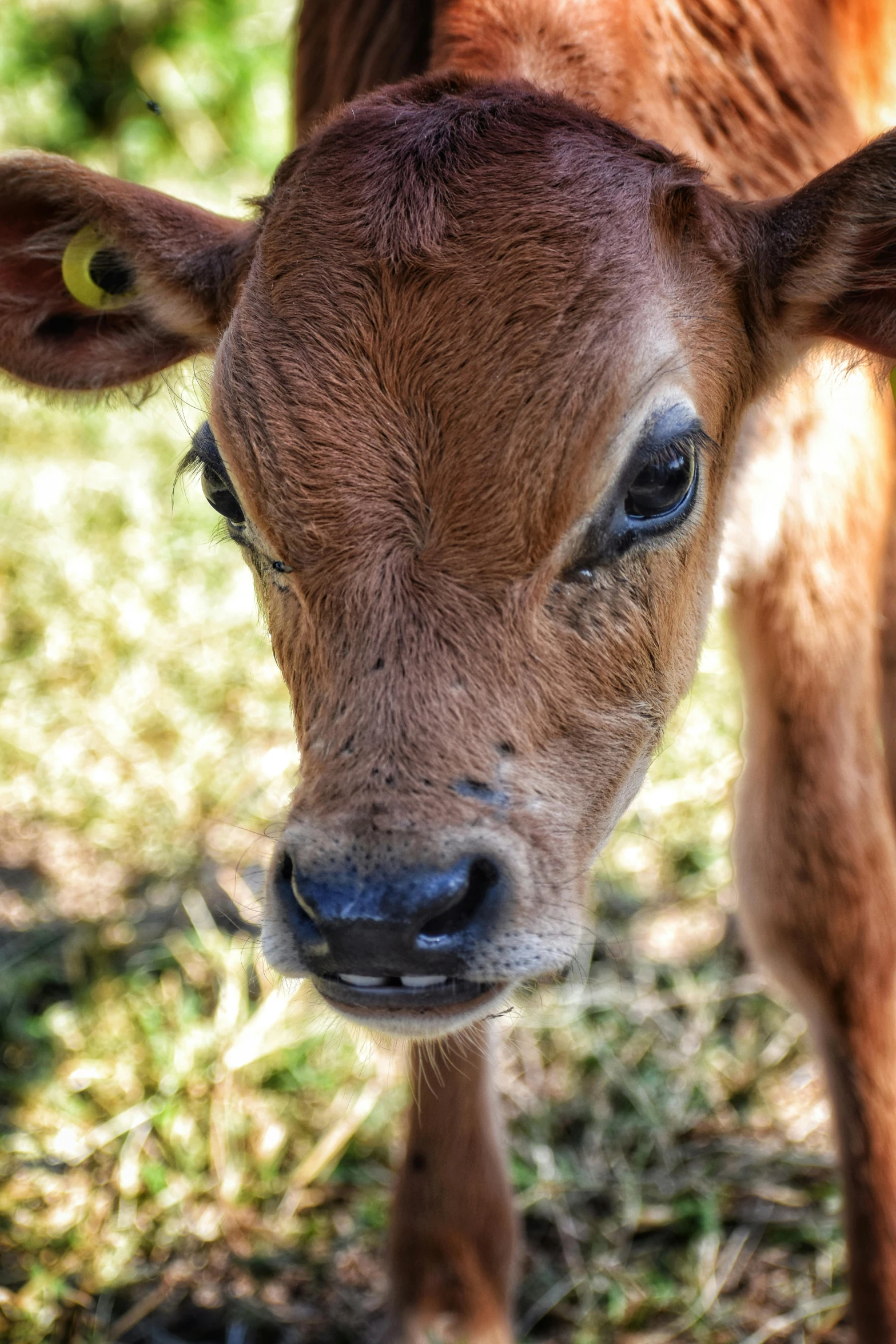 a brown cow standing on top of a lush green field, noticeable tear on the cheek, up-close, the second… like a calf, viral image