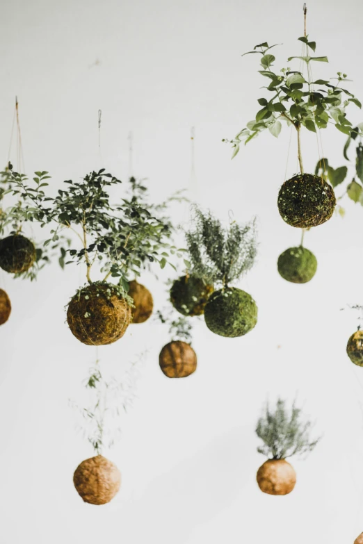 a bunch of plants hanging from the ceiling, inspired by Patrick Dougherty, trending on unsplash, moss ball, floating planets and moons, forest style studio shot, seeds