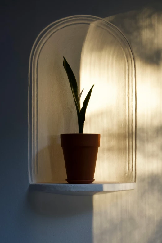 a potted plant sitting on top of a shelf, inspired by Robert Mapplethorpe, light and space, evening sun, terracotta, well lit, delightful surroundings