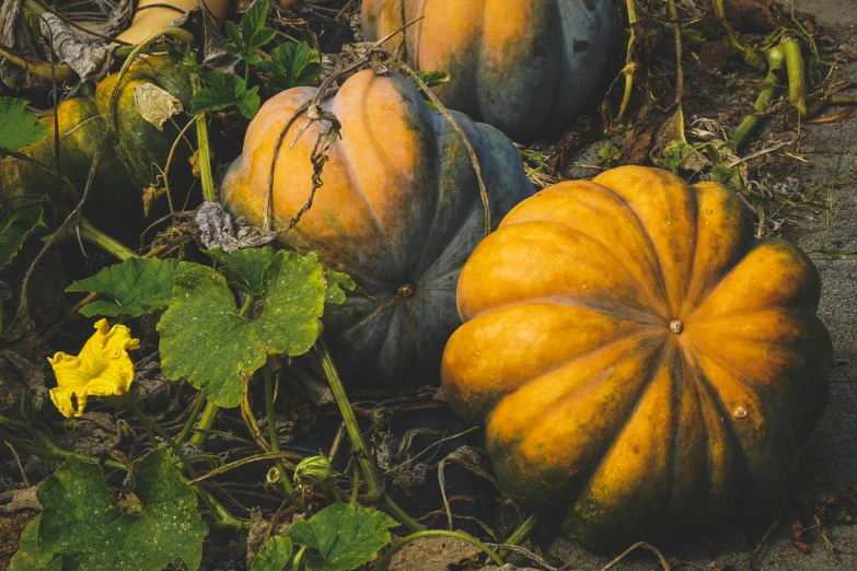 a group of pumpkins sitting on the ground, a photo, unsplash, renaissance, profile image, old color photo, fan favorite, 2 5 6 x 2 5 6 pixels