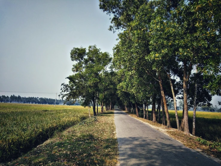 a road lined with trees next to a field, unsplash, bengal school of art, on a village, shot on hasselblad, scenery, college