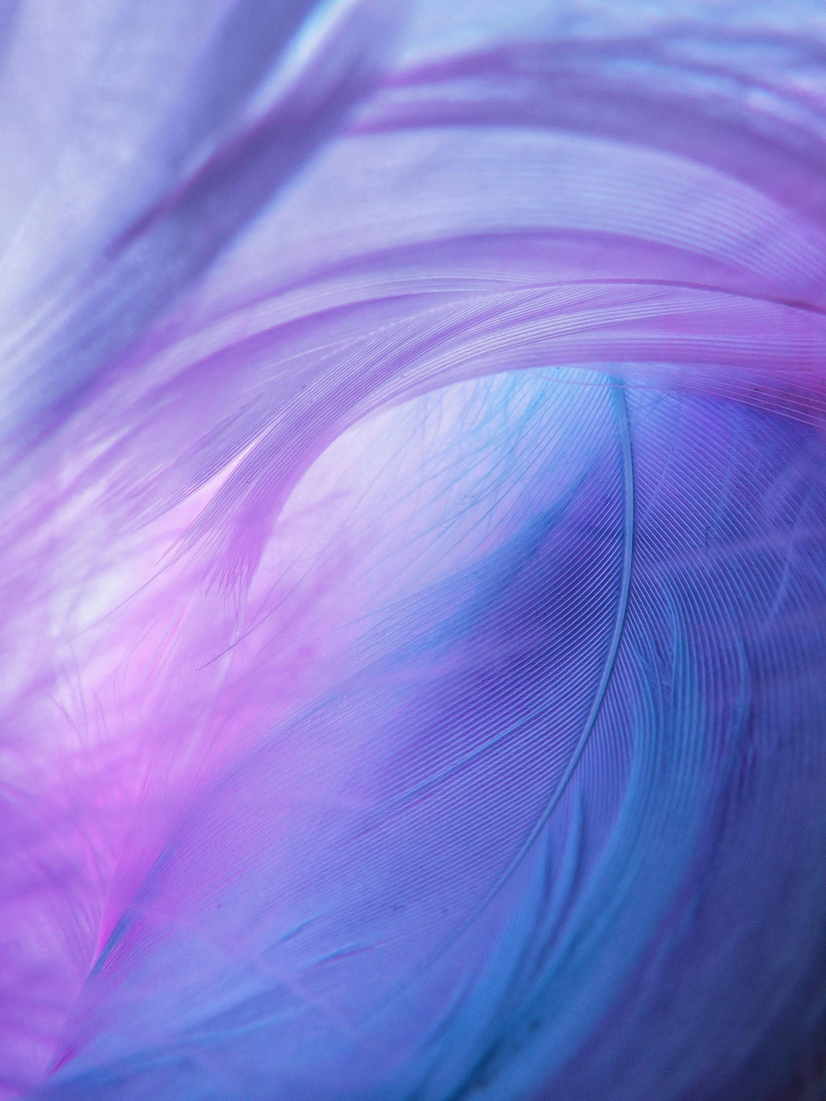 a close up of a purple and blue feather, inspired by Gabriel Dawe, trending on pexels, flowing silk sheets, light purple, pastelwave, in the astral plane ) ) )