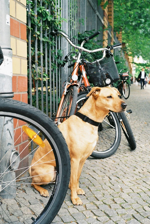 a dog that is sitting next to a bike, berlin, in a row, mixed animal, nearest neighbor