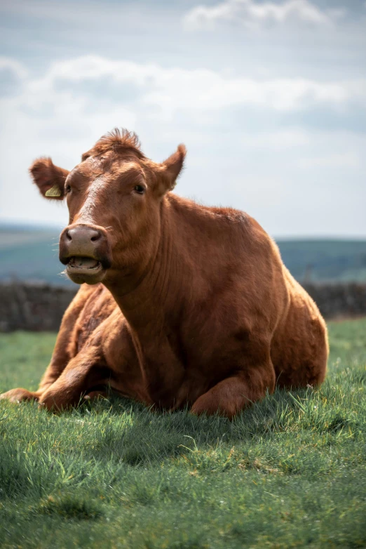 a brown cow laying on top of a lush green field, wrinkled big cheeks, paul barson, no cropping, marsden