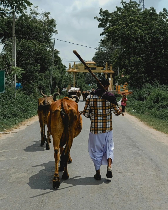 a man walking down a road with two cows, pexels contest winner, bengal school of art, holding a wooden staff, sri lanka, provocative indian, instagram story