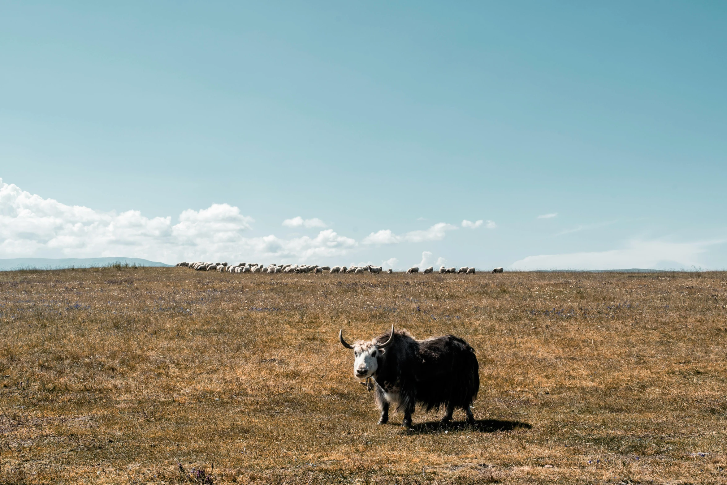 a yak standing on top of a dry grass covered field, an album cover, unsplash contest winner, background image, ancient mongolian elon musk, blue sky, sheep wool