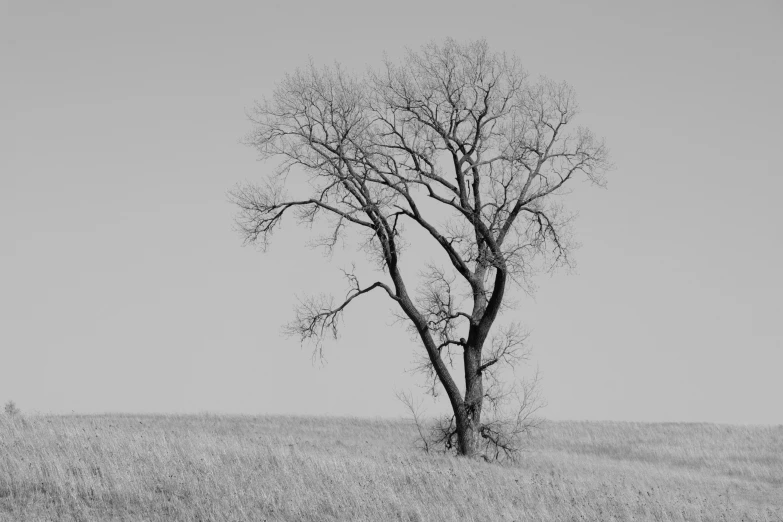 a black and white photo of a lone tree in a field, inspired by Dorothea Lange, unsplash contest winner, cold snowy, old american midwest, various posed, ((trees))