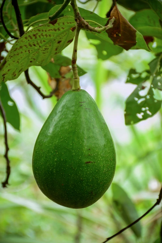 a large green fruit hanging from a tree, avacado dream, exterior shot, tropical foliage, lush vista