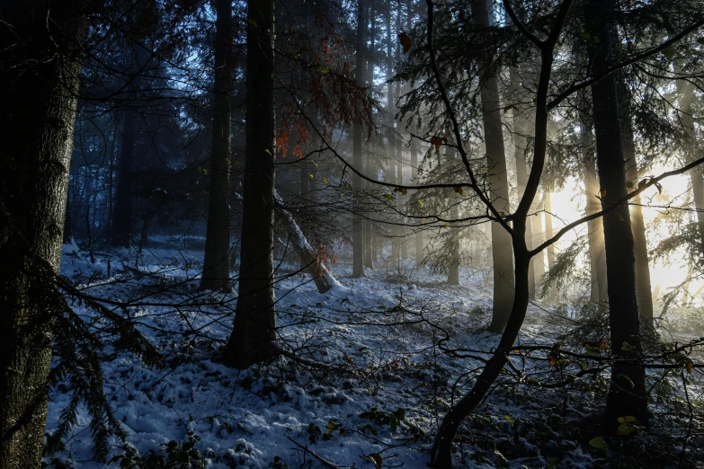the sun shines through the trees in a snowy forest, by Sebastian Spreng, lpoty, forest floor, ((forest))