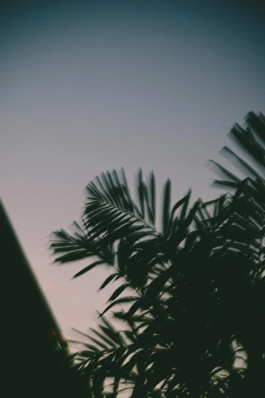 a clock tower with a palm tree in the foreground, inspired by Elsa Bleda, unsplash, aestheticism, grainy footage, humid evening, leaves in foreground, silhouetted