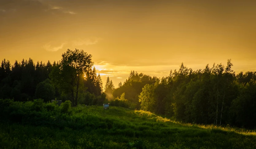 a couple of cows standing on top of a lush green field, by Jesper Knudsen, pexels contest winner, romanticism, tree-lined path at sunset, swedish forest, sunset panorama, yellow sky