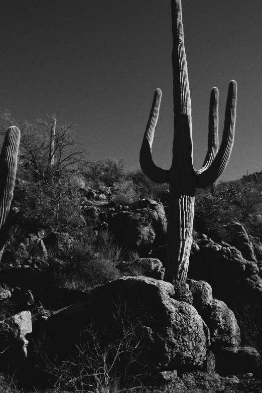 a black and white photo of a cactus plant, unsplash, land art, menacing statues, two horns, late afternoon light, 1999 photograph