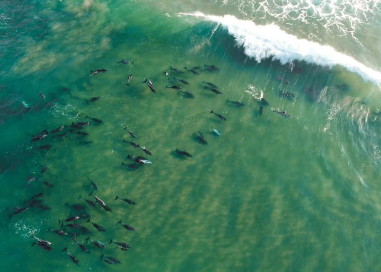 a group of people riding surfboards on top of a wave, dolphins swimming, taken from a plane, jen atkin, thumbnail