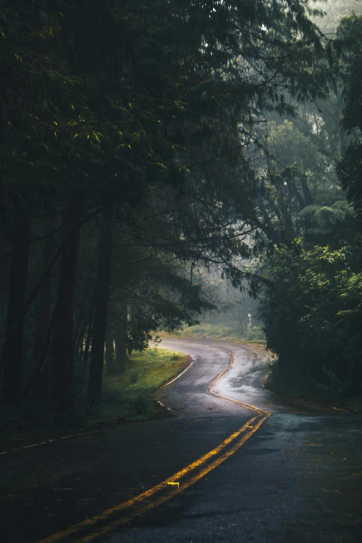 a road surrounded by trees on a foggy day, inspired by Elsa Bleda, unsplash contest winner, wet lush jungle landscape, curving, dripping wet, we go