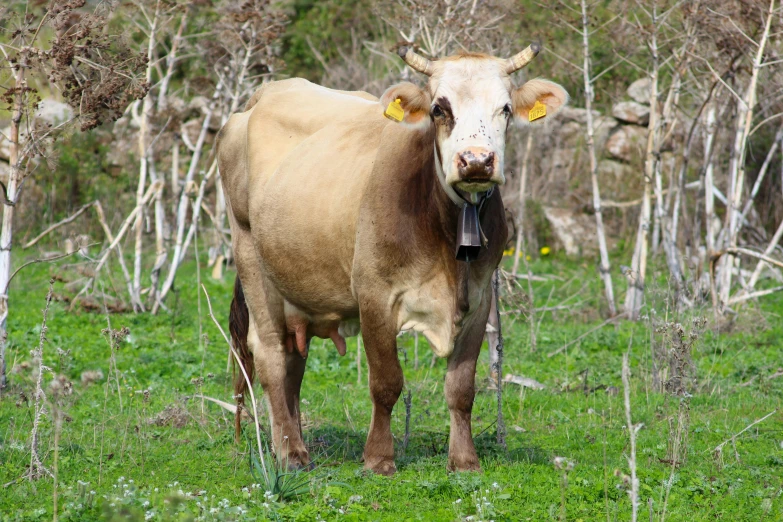 a brown cow standing on top of a lush green field, traditional corsican, very buff, chozo, portrait n - 9