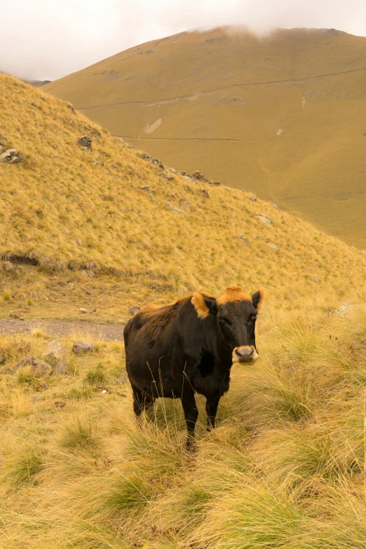 a black cow standing on top of a grass covered hillside, by Peter Churcher, sumatraism, orange grass, andes, brown, calmly conversing 8k