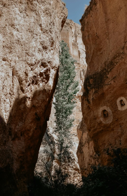 a tree growing out of a crack in the side of a mountain, a cave painting, unsplash contest winner, les nabis, archways between stalagtites, jerusalem, straight camera view, three fourths view