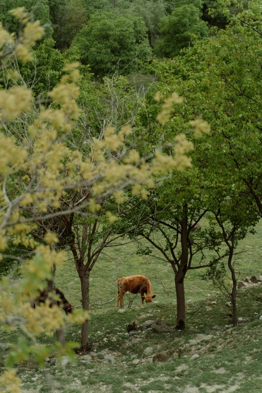 a brown cow standing on top of a lush green field, walking through the trees, turkey, photograph credit: ap, with fruit trees