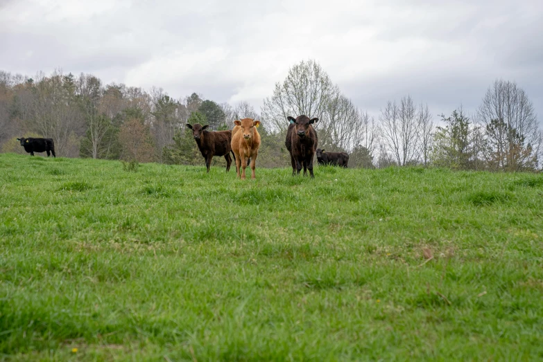 a herd of cattle standing on top of a lush green field, photo taken with provia, fan favorite, brown, mid shot photo