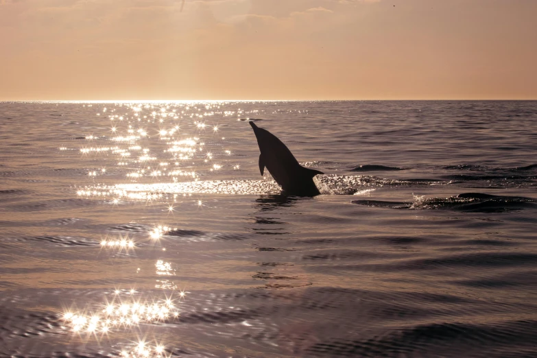 a dolphin jumping out of the water at sunset, by Jan Tengnagel, fan favorite, sun glare, fuji lut, profile image