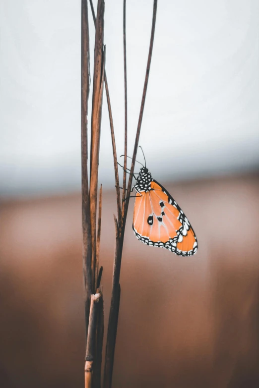 a close up of a butterfly on a plant, by Andries Stock, trending on pexels, minimalism, orange grass, broken down, paul barson, portrait of a small