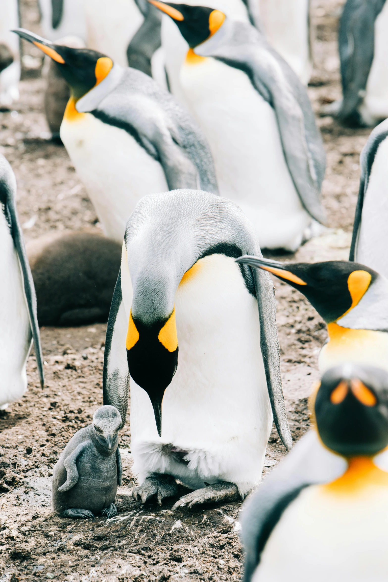 a group of penguins standing next to each other, pexels contest winner, silver and yellow color scheme, grainy, maternal, royal photo