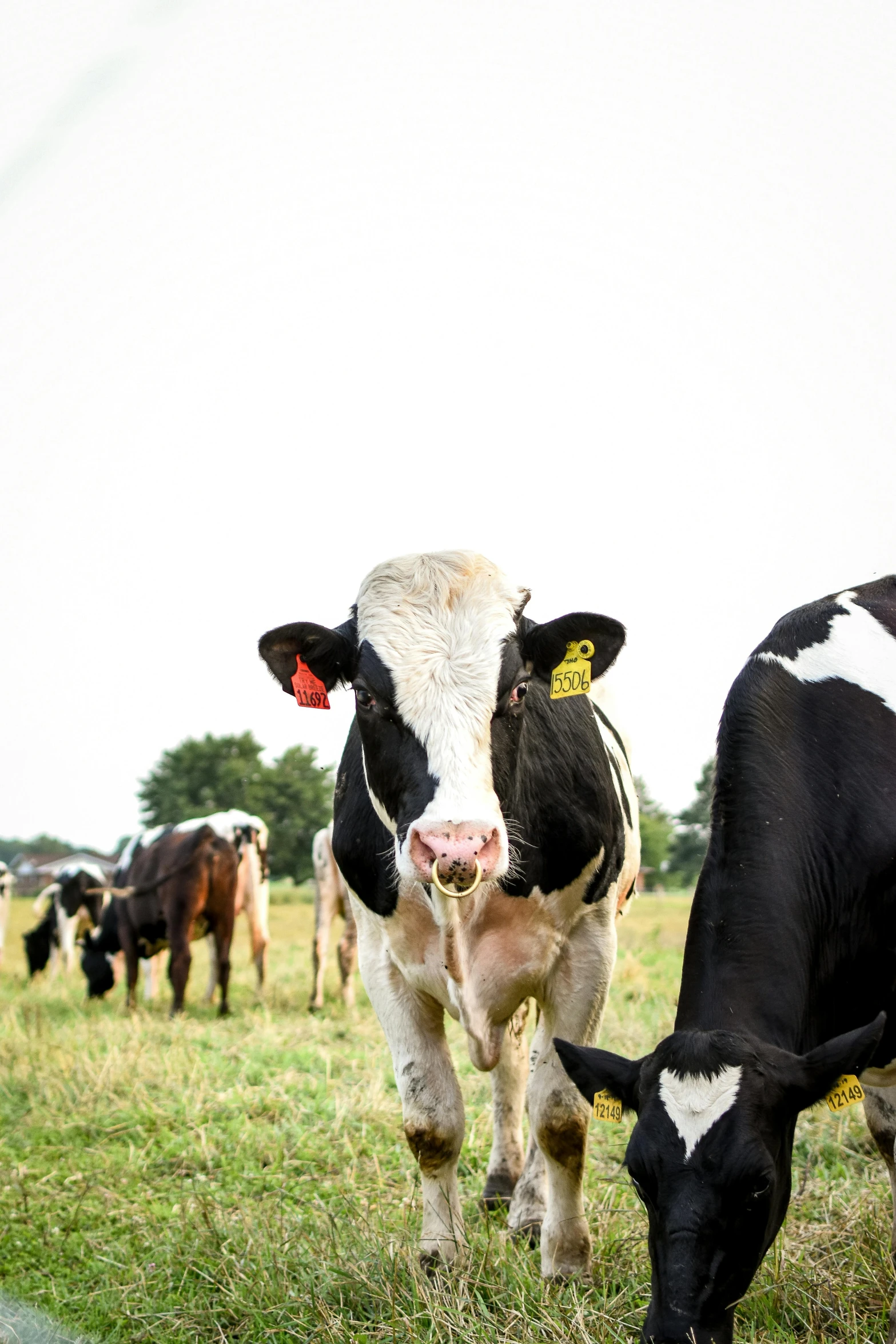 a herd of cows standing on top of a lush green field, up-close, walking towards the camera