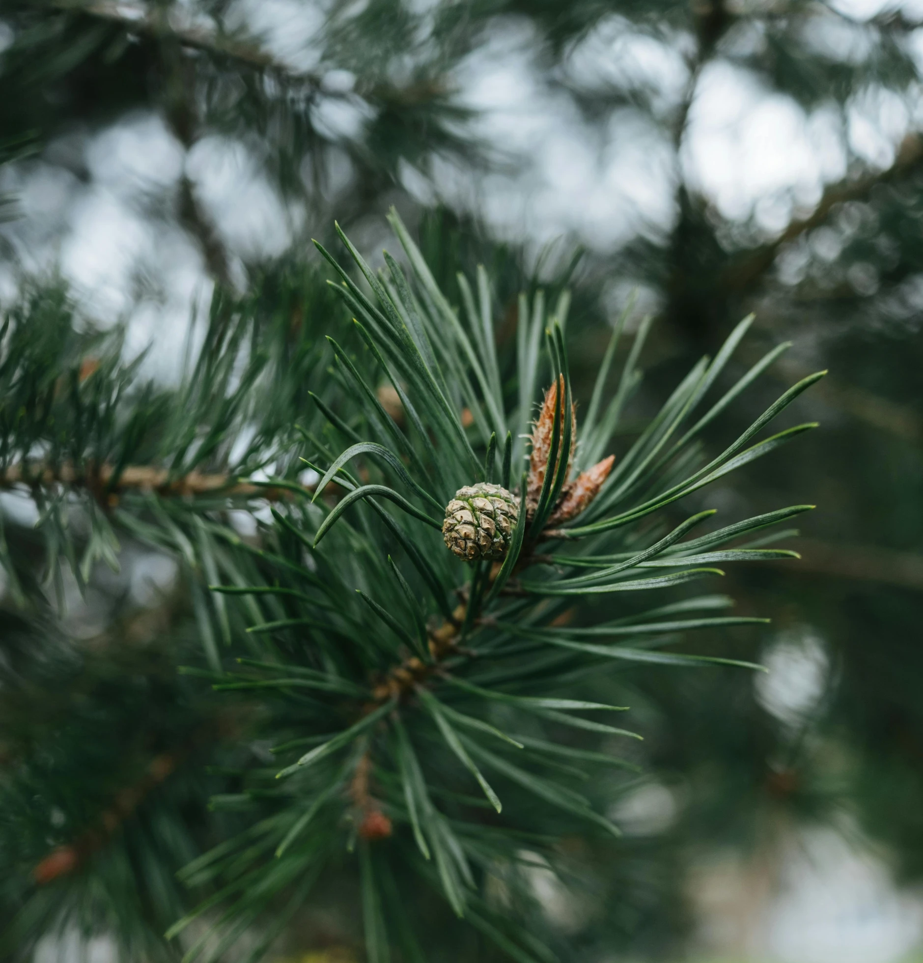 a pine tree branch with a pine cone on it, trending on pexels, hurufiyya, 8k 28mm cinematic photo, slight overcast, 🌲🌌, densely packed buds of weed