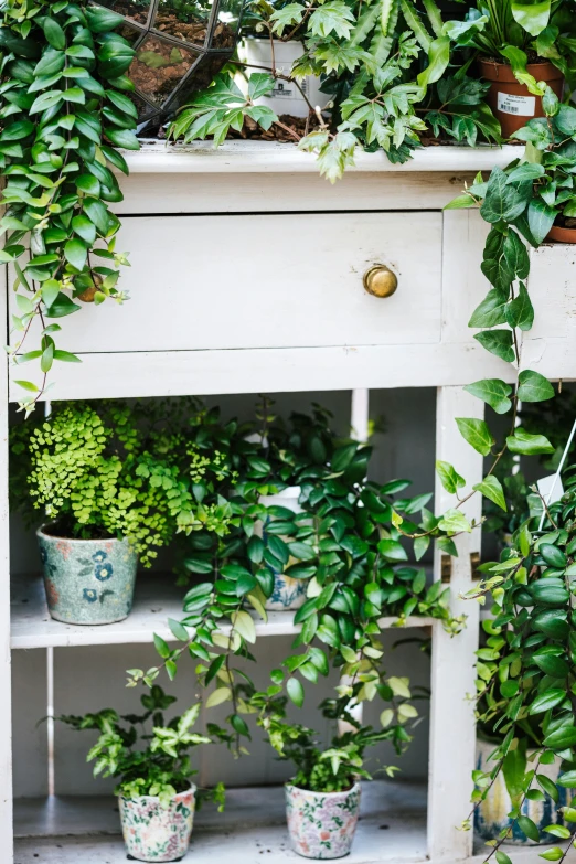 a shelf with potted plants on top of it, trending on unsplash, arts and crafts movement, lockers, vine covered, white furniture, lush foliage