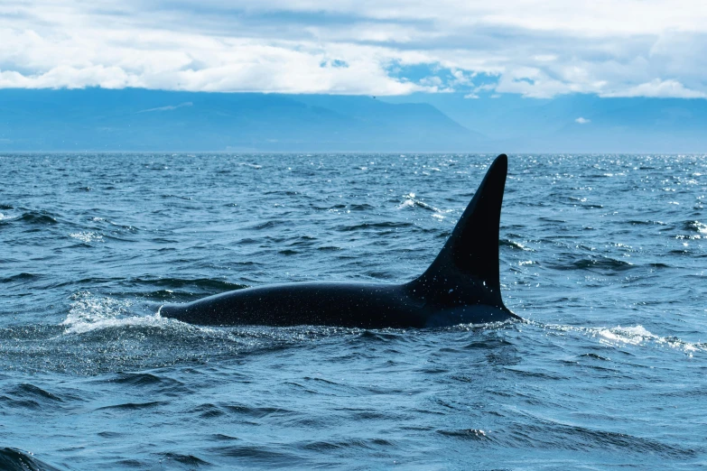 a whale swimming in the ocean with mountains in the background, by Terese Nielsen, pexels contest winner, hurufiyya, killer whale, profile image, minna sundberg, conde nast traveler photo