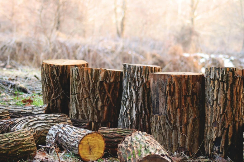 a pile of logs sitting in the middle of a forest, an album cover, unsplash, land art, ((trees)), wood cups, 2000s photo, small in size