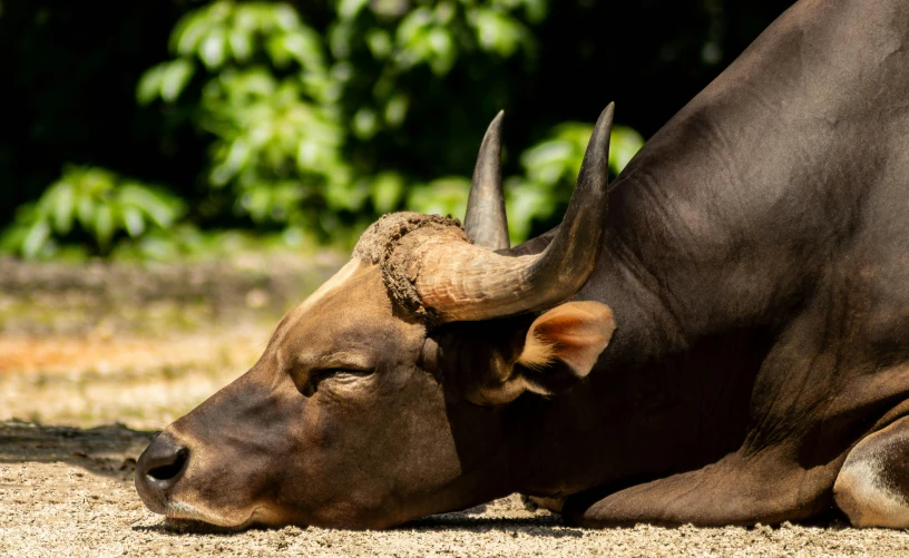 a large brown cow laying on top of a dirt field, pexels contest winner, sumatraism, horns on head, the smooth black lioness, today\'s featured photograph 4k, perfectly shaded