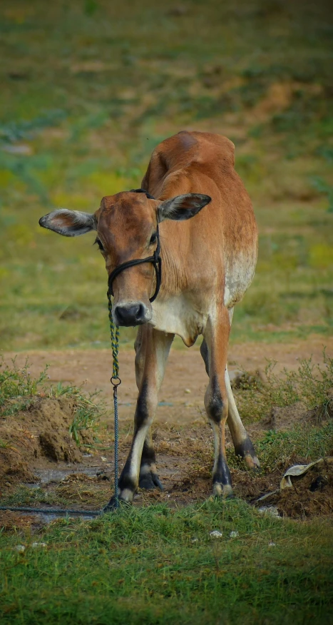 a brown cow standing on top of a lush green field, filling with water, taken with sony alpha 9, cute photo, afar