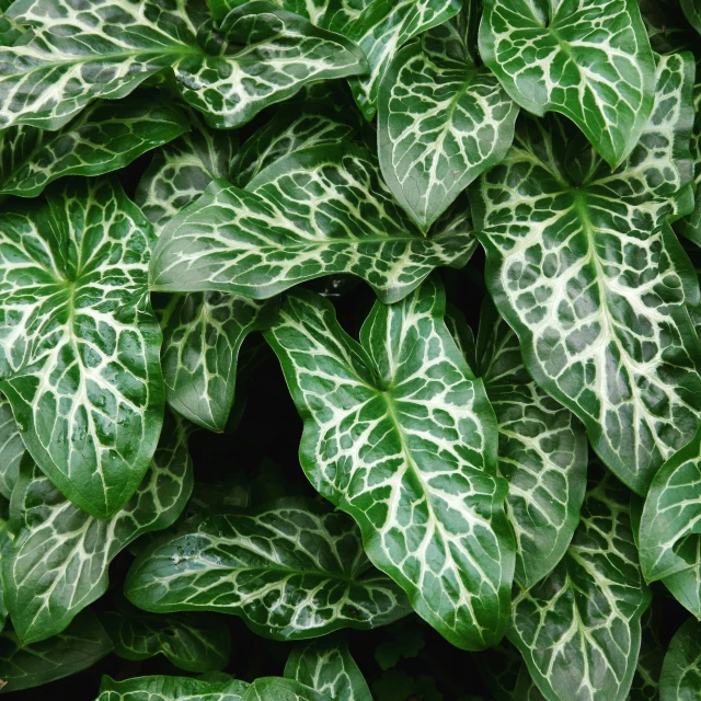 a close up of a plant with green leaves, full of silver layers, biophilia, patterned, premium quality