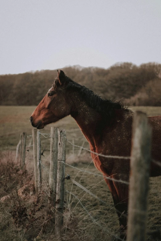 a brown horse standing next to a wooden fence, pexels contest winner, gazing off into the horizon, profile image, multiple stories, fence line