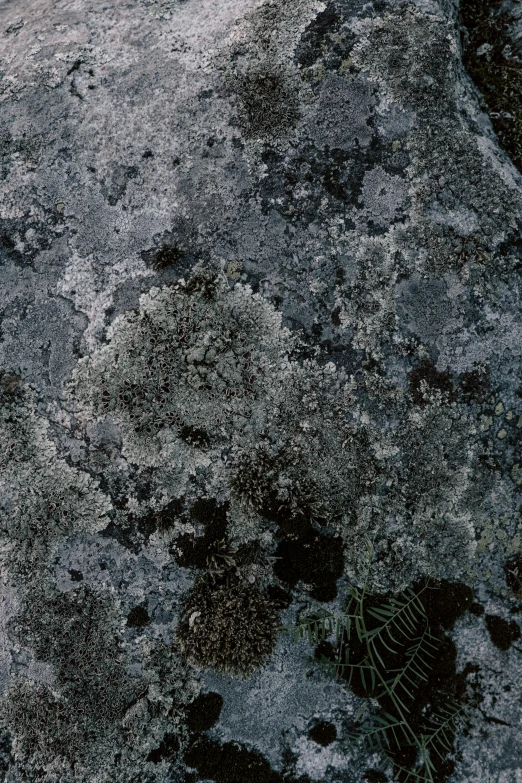 a close up of a rock with a plant growing out of it, an album cover, by Rudolf Schlichter, australian tonalism, ferns and mold on concrete, black slime, a daub of cold blue, lichen