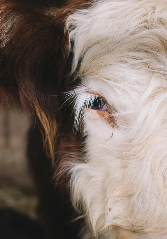 a close up of a brown and white cow, trending on unsplash, renaissance, white around right eye, low quality photo, multiple stories, alessio albi