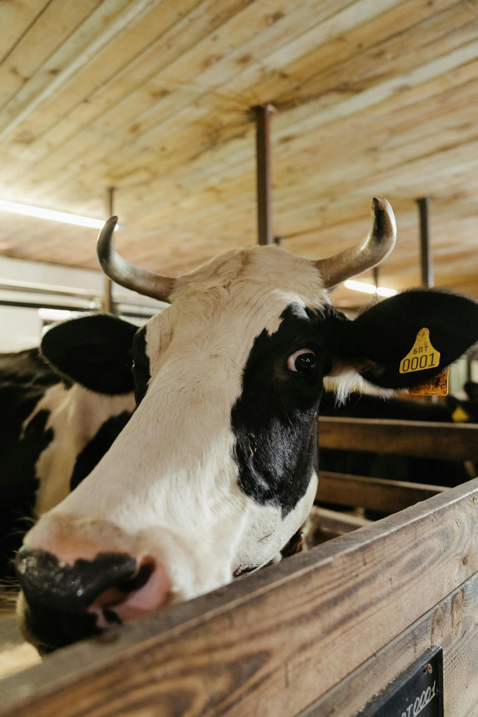 a black and white cow sticking its head over a fence, inside a barn, tillamook cheese, square nose, video