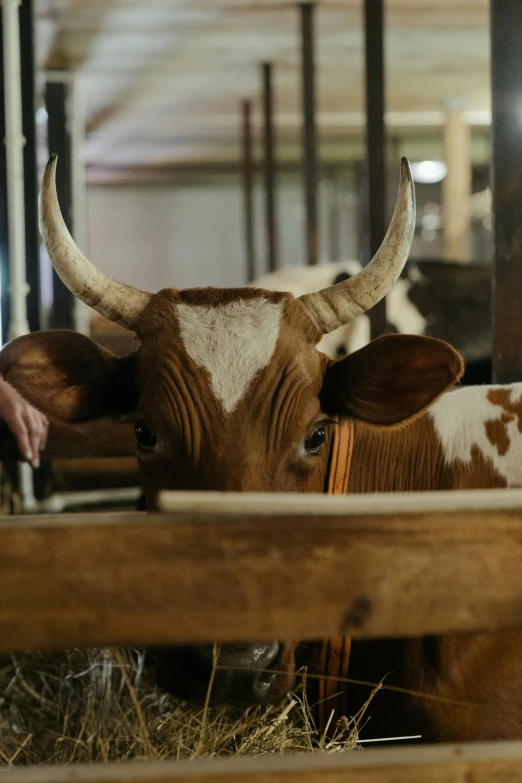 a man standing next to a brown and white cow, by Jan Tengnagel, trending on unsplash, renaissance, inside a barn, closeup 4k, multiple stories, on a wooden tray