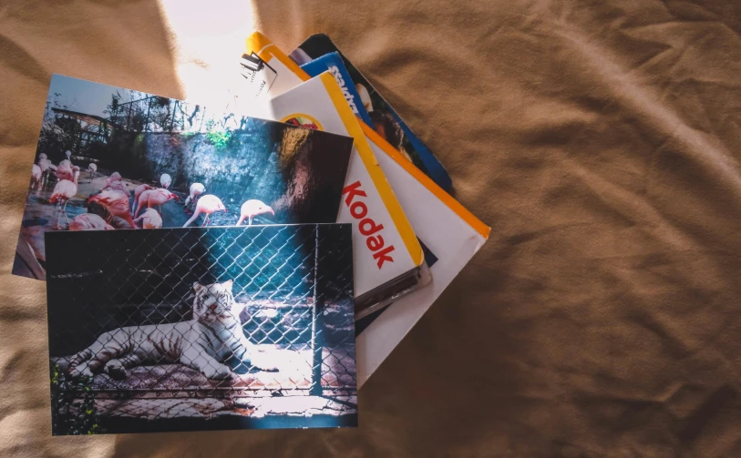 a pile of books sitting on top of a bed, a polaroid photo, inspired by Elsa Bleda, pexels contest winner, photorealism, zoo photography, print on magazine, wildlife photo, on a yellow canva