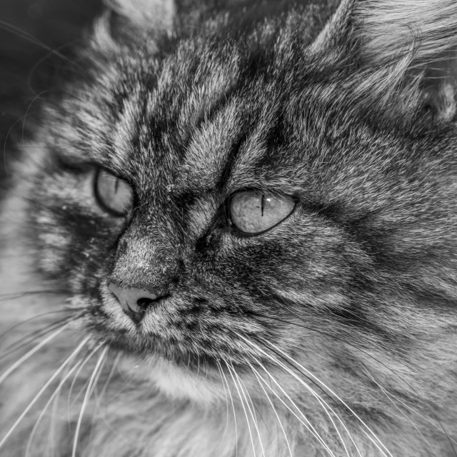 a black and white photo of a cat, a black and white photo, pexels, photorealism, long - haired siberian cat, detailed medium format photo, closeup 4k, monochrome hdr