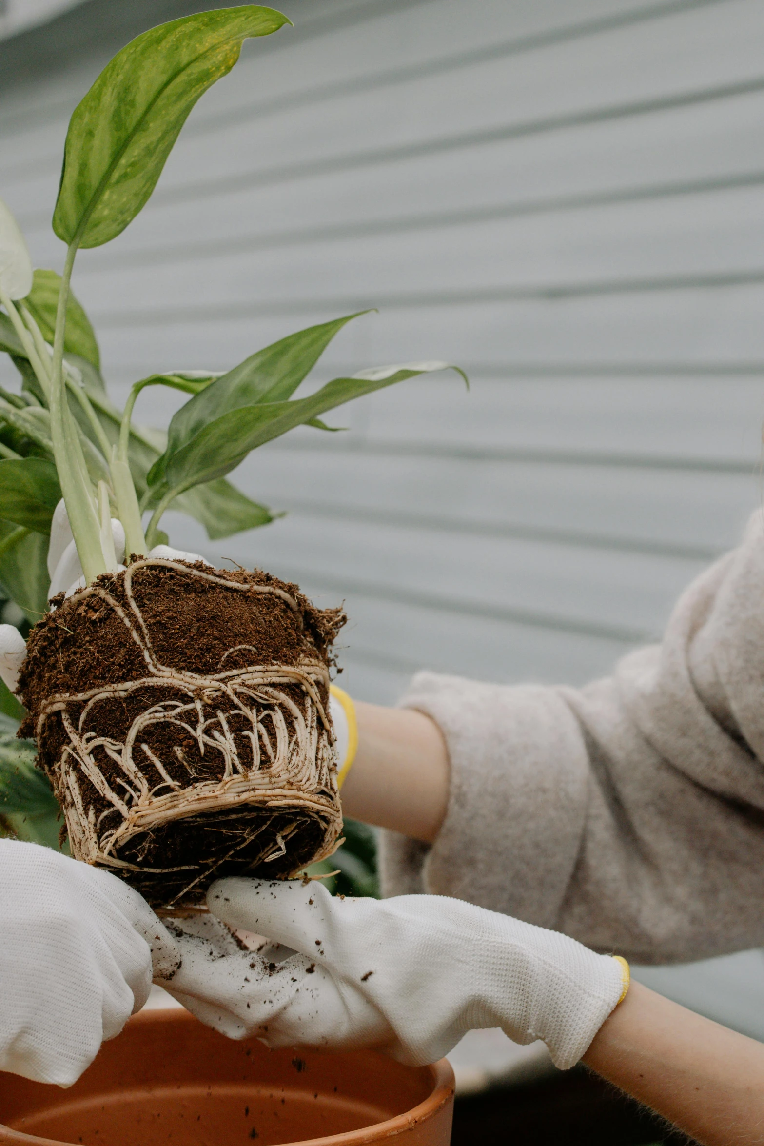 a close up of a person holding a potted plant, roots and hay coat, creating a soft, angel's trumpet, behind the scenes