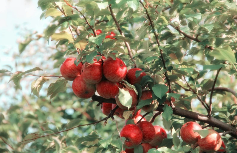 a bunch of red apples hanging from a tree, pexels, taken in 1 9 9 7, instagram post, realistic image, panels